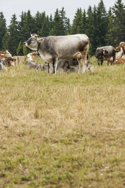 Grazing cows on the mountain — Stock Photo, Image