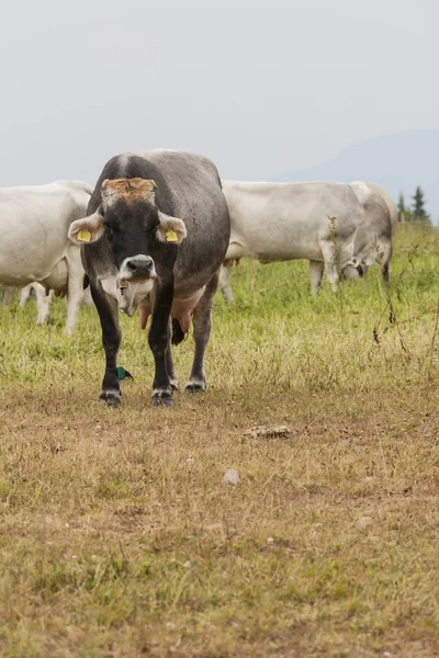 Vacas pastando na montanha — Fotografia de Stock