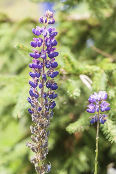 Wild lupine in the mountain — Stock Photo, Image