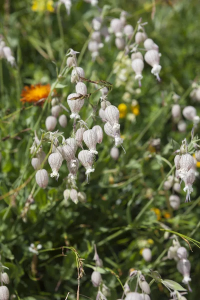 Fleurs sauvages dans la prairie — Photo