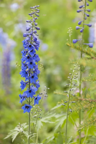 Wild lupine in the mountain Royalty Free Stock Images