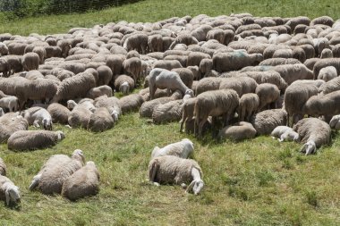 Kuzu ve koyun dağlarda akın