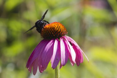Ekinezya bahçede arıya