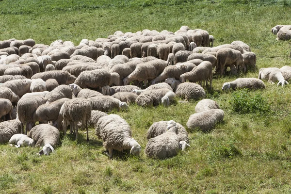Bárányok és juhok az állományban a hegyekben — Stock Fotó