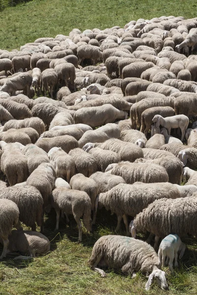 Bárányok és juhok az állományban a hegyekben — Stock Fotó