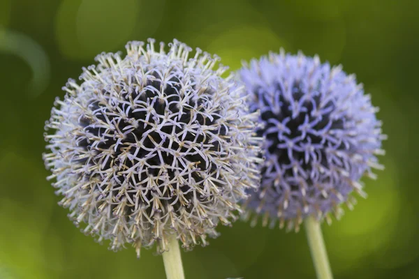 Kwiat Allium w ogrodzie — Zdjęcie stockowe