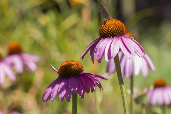 Včela na echinacea v zahradě — Stock fotografie