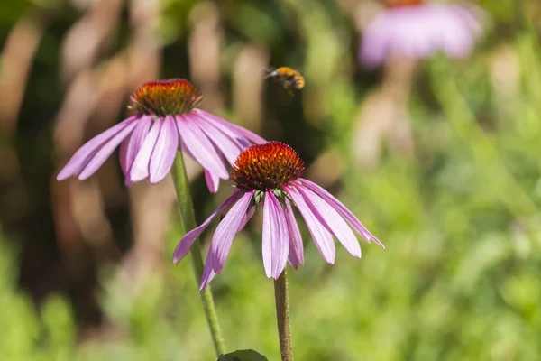 Včela na echinacea v zahradě — Stock fotografie