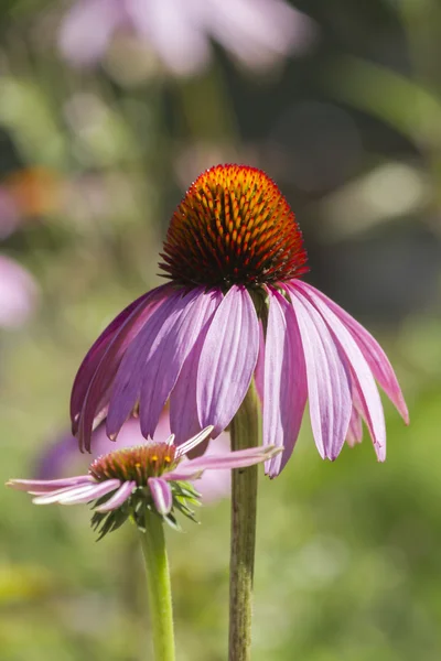 Echinacea v zahradě — Stock fotografie