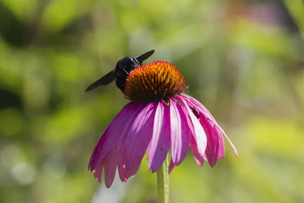 Abelha em echinacea no jardim — Fotografia de Stock
