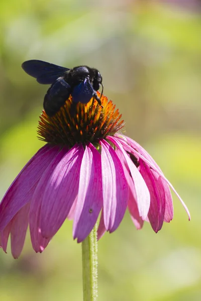 Abeja en equinácea en el jardín — Foto de Stock