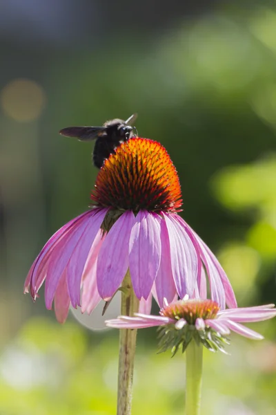Pszczoła na echinacea w ogrodzie — Zdjęcie stockowe