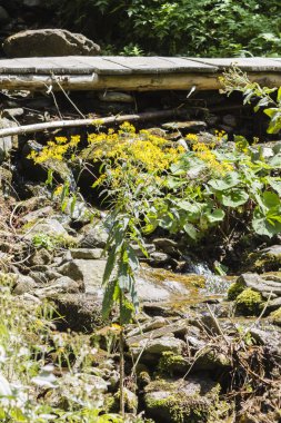 kır çiçeği Nehri üzerinde