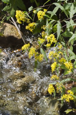 kır çiçeği Nehri üzerinde
