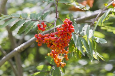 Rowan meyveleri ağaçta