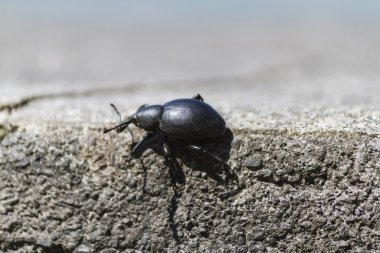 kayada beetle