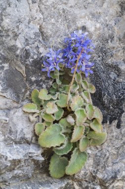 kayada kır çiçeği