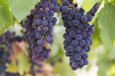 üzüm ve üzüm bağı