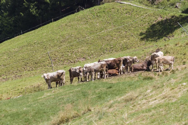 Grazing cows on the mountain — Stock Photo, Image