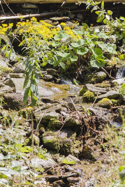 Wildflower na rzece — Zdjęcie stockowe