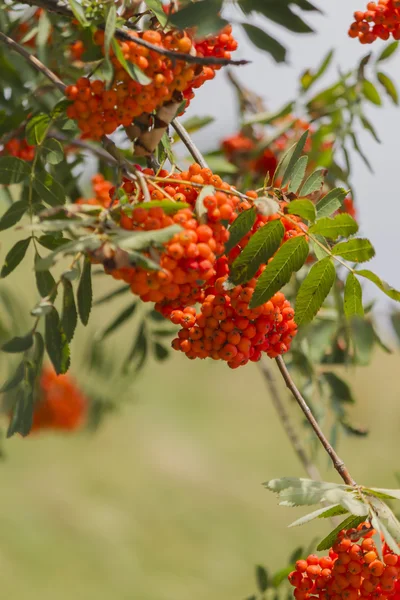 Baies de rowan sur arbre — Photo