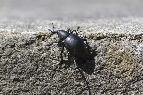 Käfer auf Felsen — Stockfoto