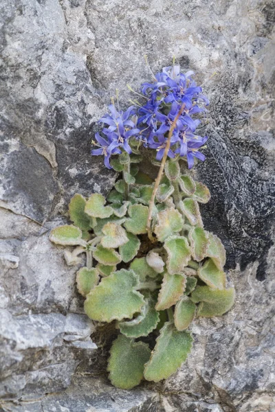 kayada kır çiçeği