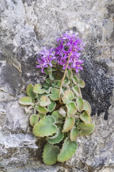 Дикий цветок на скале — стоковое фото