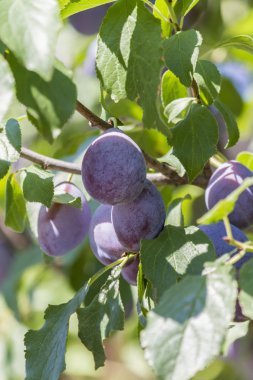 ağaç üzerinde Erik