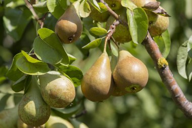 Ağaçta olgun armutlar