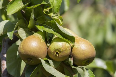 Ağaçta olgun armutlar