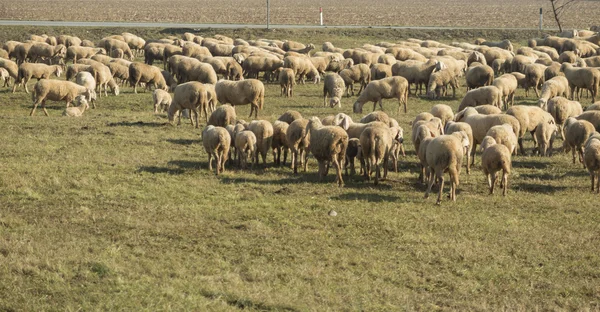 Lambs and sheep in the flock — Stock Photo, Image