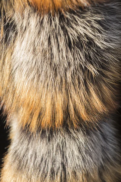 Animal fur — Stock Photo, Image