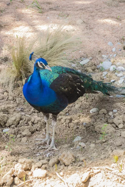 Peacock di peternakan — Stok Foto