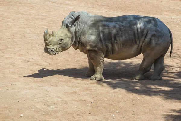 ユンゲのサイ — ストック写真