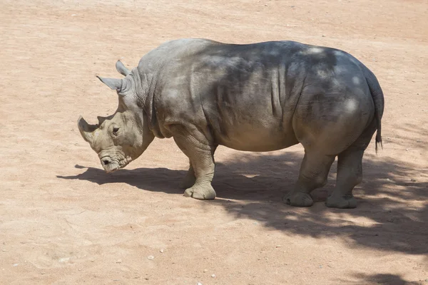 A junge orrszarvú — Stock Fotó