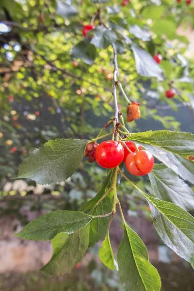 Cerezas en el árbol — Foto de Stock