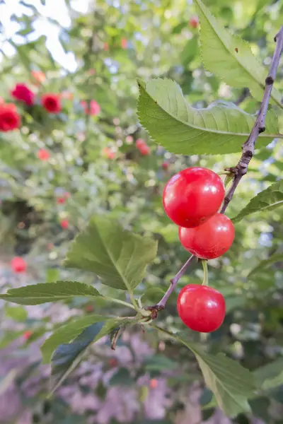 Cerejas na árvore — Fotografia de Stock