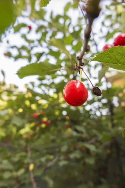 Cerejas na árvore — Fotografia de Stock