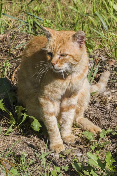 Gato bonito — Fotografia de Stock