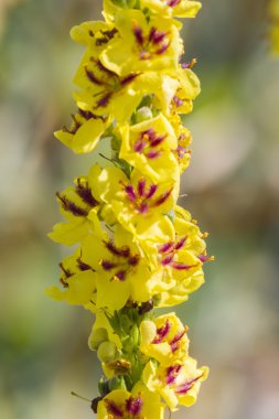 kır çiçeği Nehri üzerinde