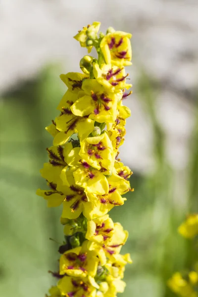 Flor silvestre no rio — Fotografia de Stock