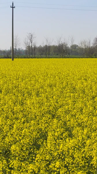 Blommande fält av raps — Stockfoto