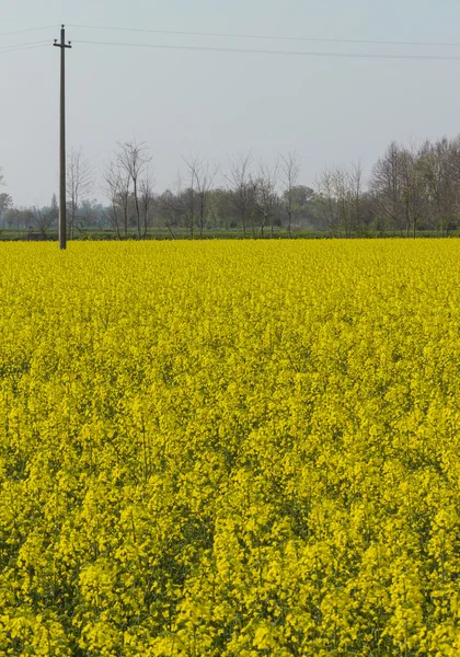 Campo florescente de colza — Fotografia de Stock