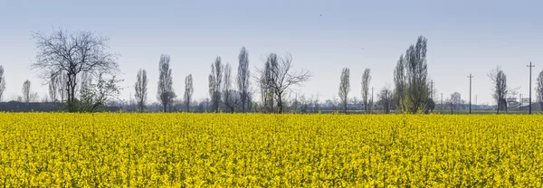 Blommande fält av raps — Stockfoto