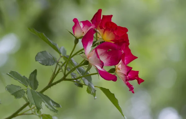 Czerwone róże w ogrodzie — Zdjęcie stockowe