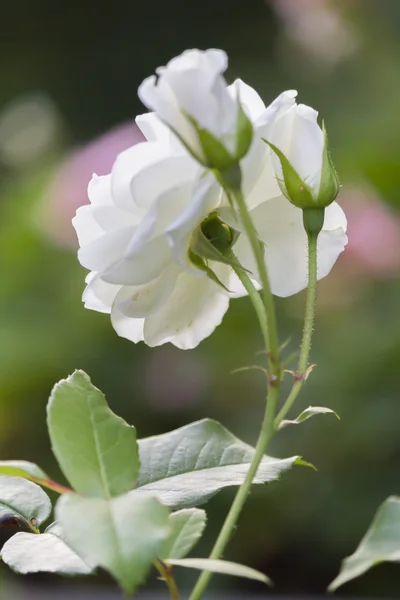 White roses in the garden — Stock Photo, Image