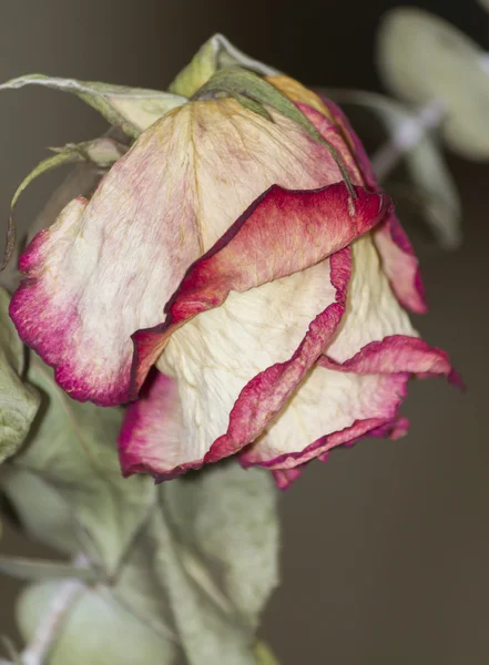 Droge rose — Stockfoto