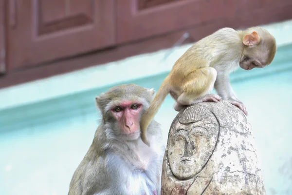 Monos en la selva —  Fotos de Stock