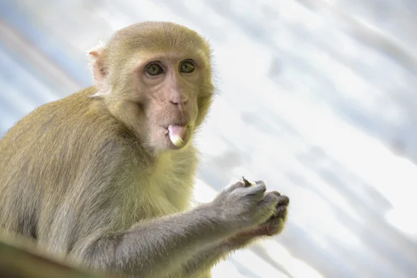 Monos en la selva —  Fotos de Stock